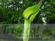 Arisaema tortuosum