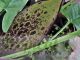 Arum dioscoridis var syriacum