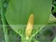 Arum italicum