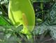 Arum italicum 'Marmoratum'