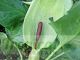 Arum maculatum