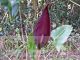 Arum purpureospathum