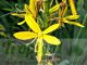 Asphodeline lutea