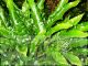 Asplenium scolopendrium