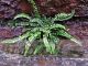 Asplenium trichomanes