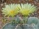 Astrophytum myriostigma