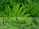 Athyrium filix-femina var. angustum 'Lady in Red'