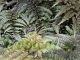 Athyrium x 'Ghost'