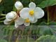 Begonia grandis 'Simsii'