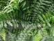 Blechnum spicant