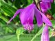 Bletilla striata