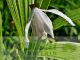 Bletilla striata 'Alba'