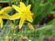 Bulbine frutescens