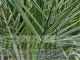 Butia catarinensis
