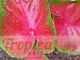 Caladium 'Royal Flush'