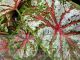 Caladium bicolor 'Tapestry'