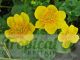 Caltha palustris