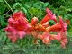 Campsis radicans