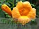 Campsis radicans 'Flava'﻿