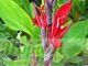 Canna coccinea 'Bonfire'