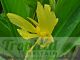 Canna glauca