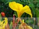 Canna 'Trinacria Variegata'