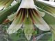 Cardiocrinum giganteum