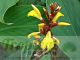 Cautleya spicata