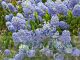 Ceanothus 'Puget Blue'