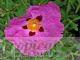 Cistus x purpureus