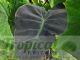 Colocasia esculenta var. antiquorum 'Illustris'