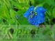 Commelina coelestis