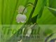 Convallaria majalis