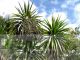 Cordyline australis