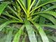 Cordyline stricta