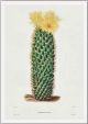 Coryphantha erecta - (Syn: Mammillaria erecta)