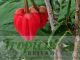 Crinodendron hookerianum