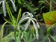 Crinum amoenum