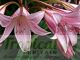 Crinum x powellii