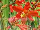 Crocosmia 'Carmine Brilliant'