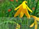 Crocosmia 'George Davison'