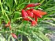 Crocosmia 'Lucifer'