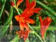 Crocosmia 'Red King'