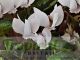 Cyclamen hederifolium forma albiflorum
