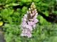 Dactylorhiza fuchsii