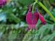 Dicentra formosa 'Bacchanal'