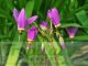 Dodecatheon meadia