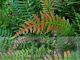 Blechnum medium (Syn: Doodia media)