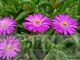 Drosanthemum hispidum