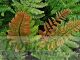 Dryopteris lepidopoda